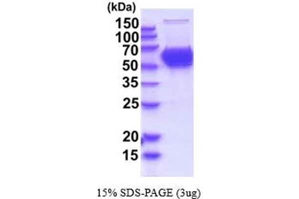 CNDP1 Protein (AA 27-507) (His tag)