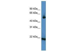 OPA3 antibody used at 0. (OPA3 antibody  (C-Term))