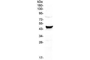 Western blot testing of human HeLa cell lysate with CCN3 antibody at 0. (NOV antibody  (AA 334-357))