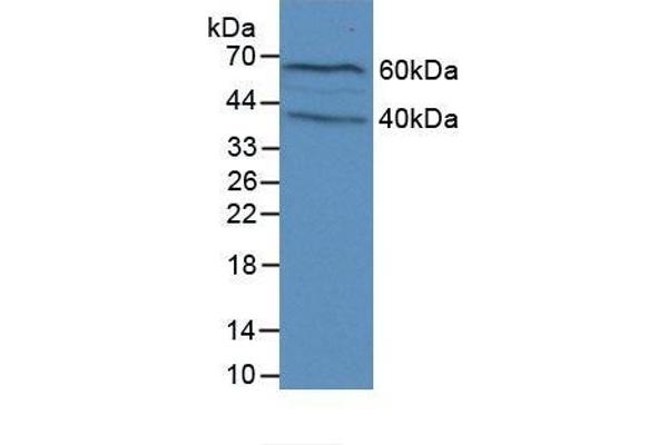 Filaggrin antibody  (AA 119-336)