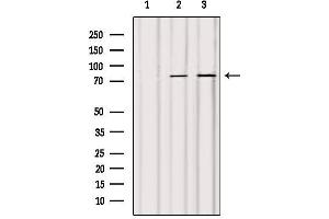 Western blot analysis of extracts from various samples, using ACSL4/FACL4 Antibody. (ACSL4 antibody  (N-Term))