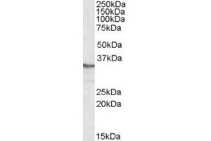 Western Blotting (WB) image for anti-Protein Phosphatase 4, Catalytic Subunit (PPP4C) (C-Term) antibody (ABIN2464146) (PPP4C antibody  (C-Term))