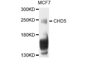 Western blot analysis of extracts of MCF-7 cells, using CHD5 antibody (ABIN5996421) at 1/1000 dilution. (CHD5 antibody)