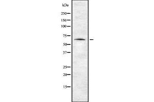 Western blot analysis of ENC1 using NIH-3T3 whole cell lysates (ENC1 antibody  (N-Term))