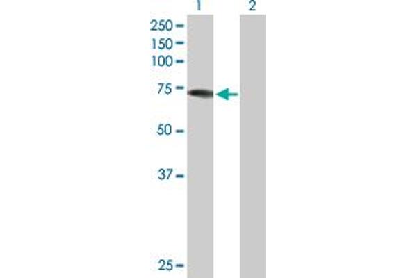 DDX43 antibody  (AA 1-648)