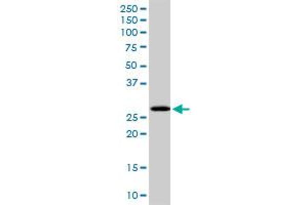 PCGF1 antibody  (AA 1-247)