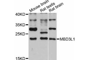 Western blot analysis of extracts of various cell lines, using MBD3L1 antibody (ABIN5998190) at 1:3000 dilution. (MBD3L1 抗体)