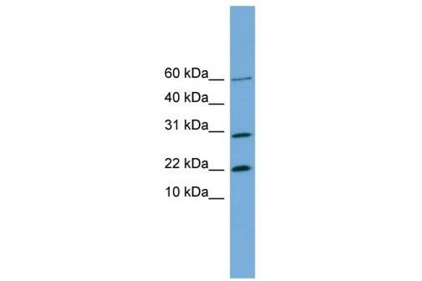 Proline Rich 13 antibody  (N-Term)