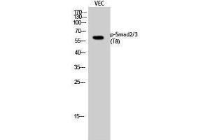 Western Blotting (WB) image for anti-Smad2/3 Transcription Factor (SMAD2/3) (pThr8) antibody (ABIN3182259) (Smad2/3 antibody  (pThr8))