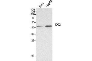 Western Blot (WB) analysis of HeLa, HepG2 cells using INDOL1 Polyclonal Antibody. (IDO2 antibody  (Internal Region))