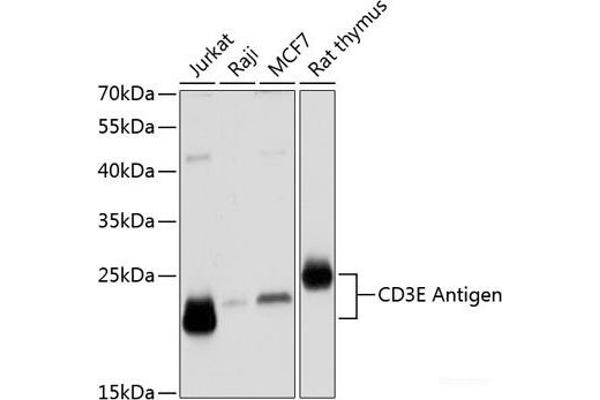 CD3 epsilon antibody