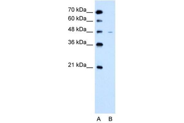 SLC43A3 antibody  (N-Term)