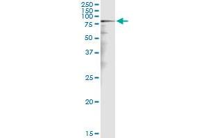 Immunoprecipitation of CALD1 transfected lysate using rabbit polyclonal anti-CALD1 and Protein A Magnetic Bead (CALD1 (Human) IP-WB Antibody Pair)