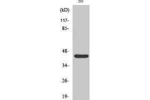 Western Blot analysis of 293 cells using Rad52 Polyclonal Antibody. (RAD52 antibody)