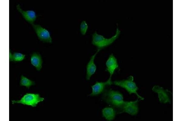 FRY-Like antibody  (AA 42-739)