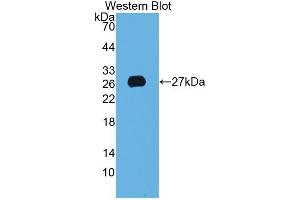 Western Blotting (WB) image for anti-Anterior Gradient Homolog 2 (Xenopus Laevis) (AGR2) (AA 21-175) antibody (ABIN1077802) (AGR2 antibody  (AA 21-175))