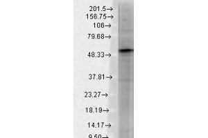 Western Blot analysis of Rat brain membrane lysate showing detection of GABA A Receptor protein using Mouse Anti-GABA A Receptor Monoclonal Antibody, Clone S87-25 . (GABRA1 antibody  (AA 370-433) (APC))