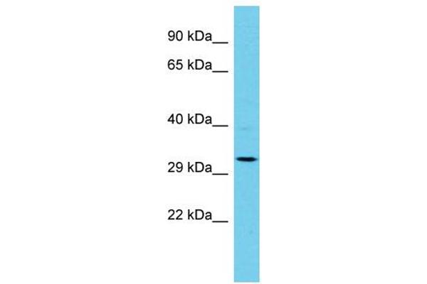 AP1AR antibody  (C-Term)