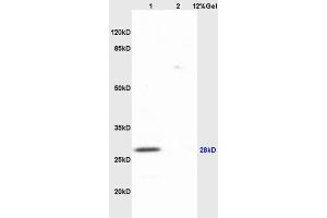 SDS-PAGE (SDS) image for anti-Aquaporin 1 (Colton Blood Group) (AQP1) (AA 181-269) antibody (ABIN687502)