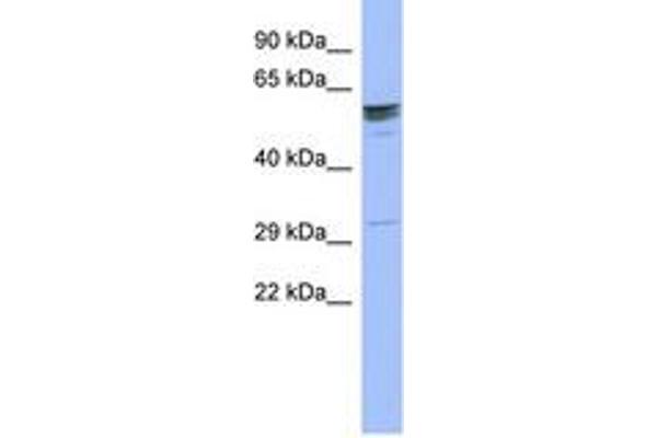 ZNF146 antibody  (AA 143-192)