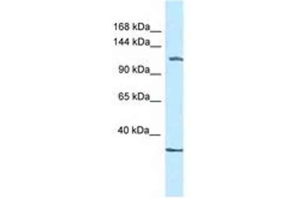 ZBTB38 antibody  (AA 1074-1123)