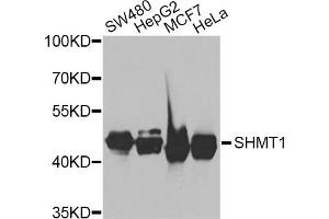 Western blot analysis of extracts of various cell lines, using SHMT1 antibody. (SHMT1 antibody)