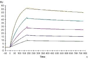 Surface Plasmon Resonance (SPR) image for Tumor Necrosis Factor Receptor Superfamily, Member 10a (TNFRSF10A) protein (His-Avi Tag,Biotin) (ABIN7275778)