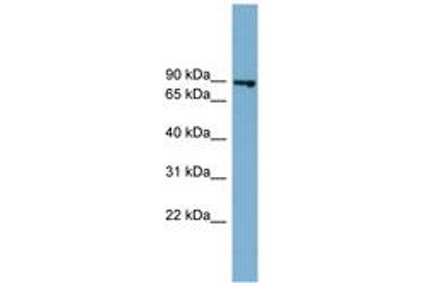 FASTKD2 antibody  (AA 611-660)