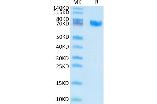 EPH Receptor A5 Protein (EPHA5) (AA 26-573) (His tag)