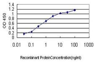 Detection limit for recombinant GST tagged BUB1 is approximately 0. (BUB1 antibody  (AA 1-1085))