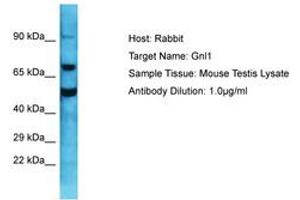 Image no. 1 for anti-Guanine Nucleotide Binding Protein Like Protein 1 (GNL1) (C-Term) antibody (ABIN6750344) (GNL1 antibody  (C-Term))