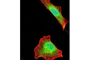 Immunofluorescence analysis of A549 cells using AIM2 mouse mAb (green). (AIM2 antibody  (AA 1-195))