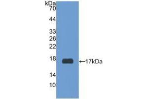 RXFP1 antibody  (AA 260-409)