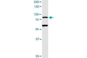 TAGAP MaxPab rabbit polyclonal antibody. (TAGAP antibody  (AA 1-731))