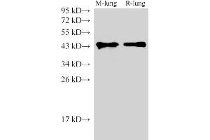 Western Blot analysis of Mouse lung and Rat lung using CD38 Polyclonal Antibody at dilution of 1:1000 (CD38 antibody)