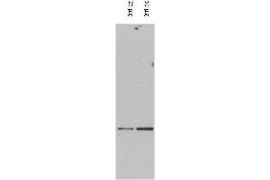 Western blot using  affinity purified anti-DAXX antibody shows detection of DAXX in RWPE-1 cell extracts. (DAXX antibody  (AA 261-274))