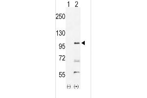 Western Blotting (WB) image for anti-EPH Receptor A2 (EPHA2) (AA 30-60), (N-Term) antibody (ABIN391885)