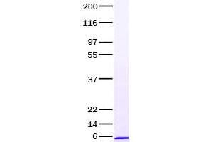 Validation with Western Blot (INSL5 Protein)