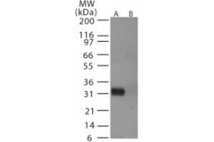 Image no. 1 for anti-Hemagglutinin antibody (Influenza A Virus) (AA 72-88) (ABIN292415) (Hemagglutinin antibody  (AA 72-88))