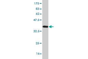 Western Blot detection against Immunogen (36. (NEFH antibody  (AA 263-363))