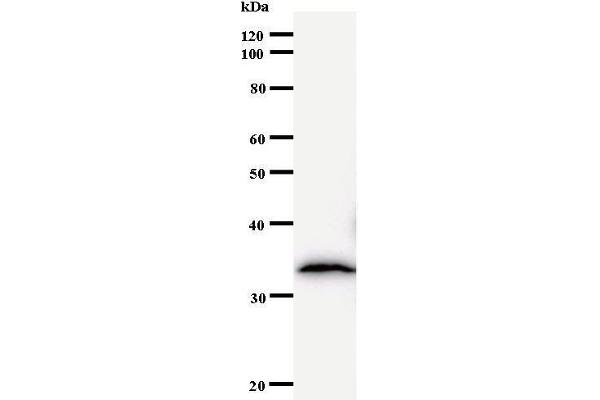 BTAF1 antibody