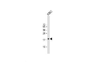 Western Blot at 1:1000 dilution + K562 whole cell lysate Lysates/proteins at 20 ug per lane. (Tetraspanin 2 antibody  (AA 109-137))