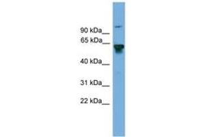 Image no. 1 for anti-Bridging Integrator 2 (BIN2) (AA 359-408) antibody (ABIN6745623) (BIN2 antibody  (AA 359-408))