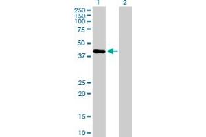 Western Blot analysis of PRR11 expression in transfected 293T cell line by PRR11 MaxPab polyclonal antibody. (PRR11 antibody  (AA 1-360))
