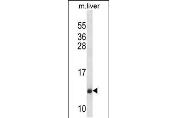 SEC61B anticorps  (AA 42-70)