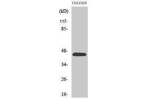 Western Blotting (WB) image for anti-Prokineticin Receptor 1 (PROKR1) (N-Term) antibody (ABIN6287684) (Prokineticin Receptor 1 antibody  (N-Term))