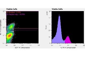 Flow Cytometry (FACS) image for anti-IgG receptor FcRn (FcRn) antibody (ABIN1774762)