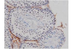ABIN6267323 at 1/200 staining Mouse testis tissue sections by IHC-P. (NPM1 antibody  (pThr199))