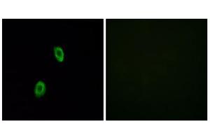 Immunofluorescence analysis of HUVEC cells, using OR1D2 antibody. (OR1D2 antibody  (Internal Region))