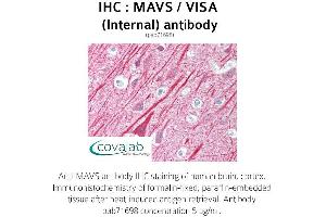 Image no. 1 for anti-Mitochondrial Antiviral Signaling Protein (MAVS) (Internal Region) antibody (ABIN1736795) (MAVS antibody  (Internal Region))